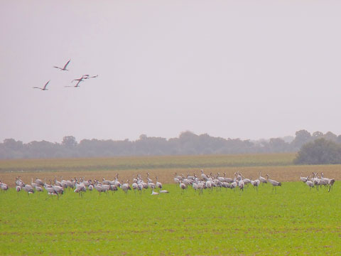 Kraniche vor Abflug